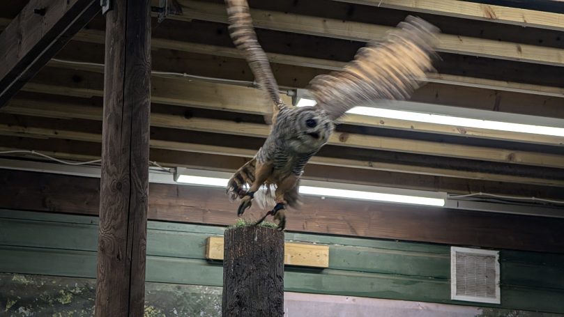 Im Scottish Owl Centre